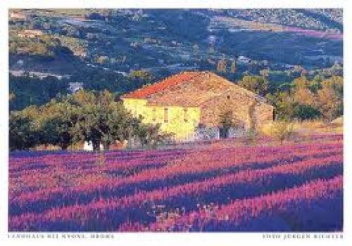 Lavender field postcard; Germany