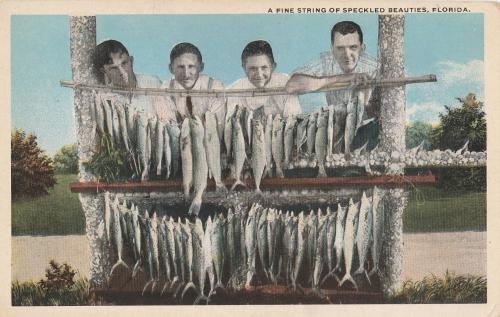 VINTAGE A FINE STRING OF SPECKLED TROUT FLORIDA FISHING 